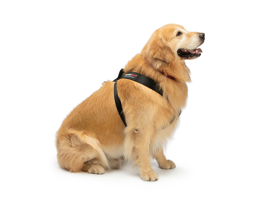 Pet Safety Harness